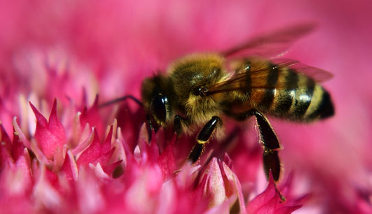 Defining Manuka Honey