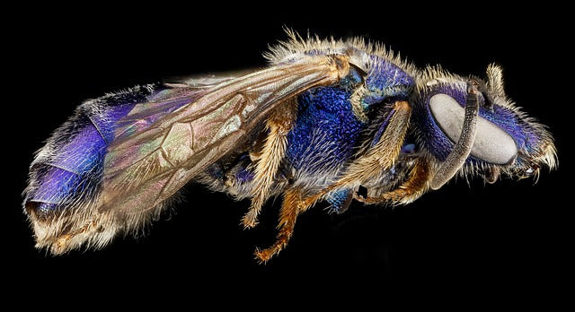 Glimmering Sweat Bee Impostors In Your Garden