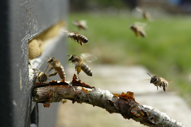 Beekeepers Say Don't Forget the Deployed Military