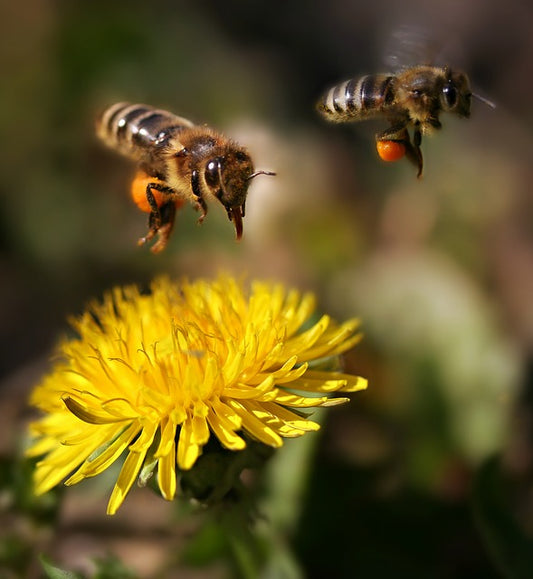 Feed Bees with Dandelions Please!