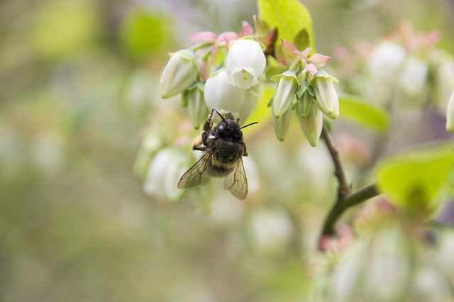 The Southeastern Blueberry Bee (Habropoda laboriosa)