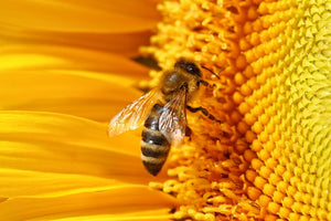 British Bees Need Your Help Petition