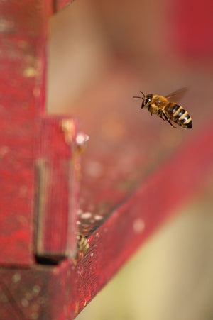 Chores for Busy Worker Bees