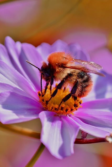 Your Garden is Abuzz... With What?