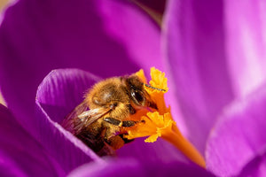 Plant in Autumn for Spring Bees