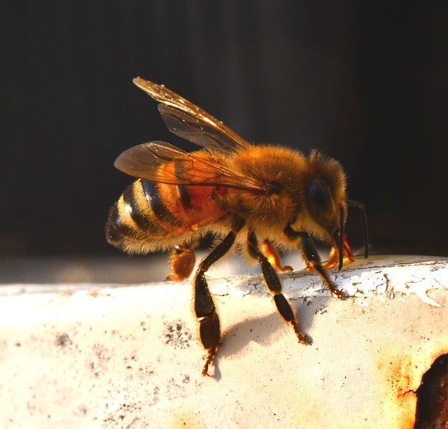 Clever Technologies to Help Save The Bees