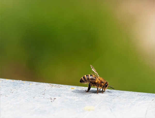Honeybees Perform Drastic Social Distancing to Avoid Illness