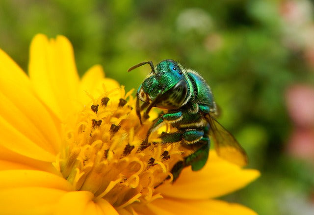 Jamaica Has A Treasure Trove of Bee Species