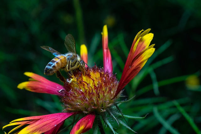 New Proposed Laws in Texas to Save The Bees