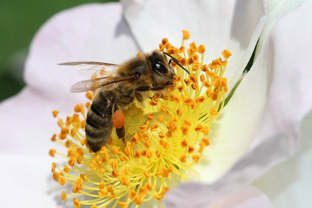 How Honey Bees Land on Flowers and Find Foraging Grounds