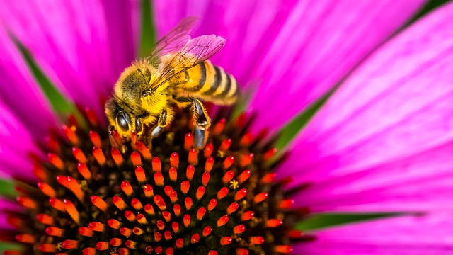 The Western Honeybee (Apis mellifera)