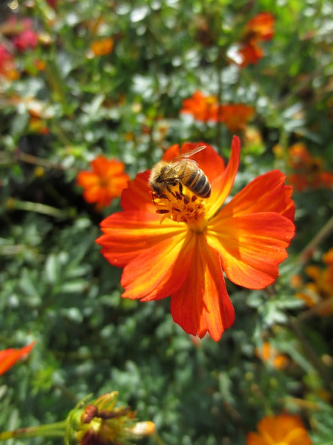 Secrets About Honeybees