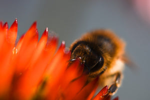 Adopt A Honeybee With Your Golden Dram In Scotland