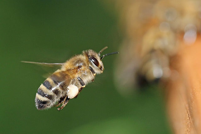 New Zealand Imports Predators to Help Bees