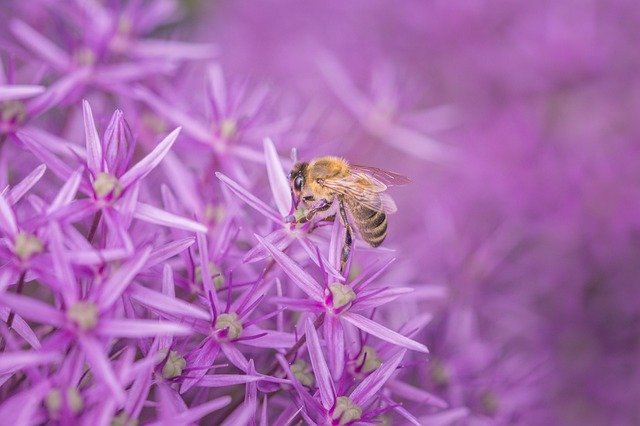 Strategic Native Plants Help Bees Butterflies Moths Thrive