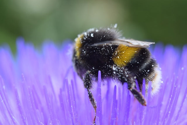 Friday Videos About Bees and Honey
