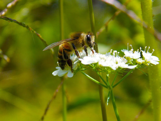 Kenya Harnesses Beekeeping Benefits
