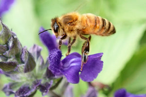 Hundreds of Thousands of Dead Bees in Russia