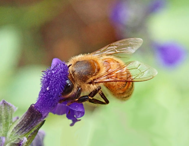Second Asian Giant Hornet Nest Eliminated and Third Nest Found
