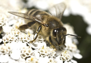 Bees May Struggle at Lift Off in the Wind