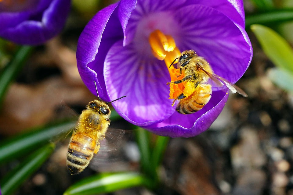 Pine Honey Scarcity as Key Forests Are Incinerated