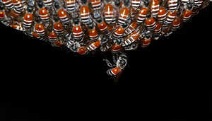 Honey Harvesting in the Dark of Night