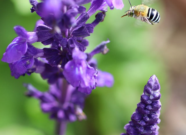 Australian Blue-Banded Headbanging Bee Must See Video