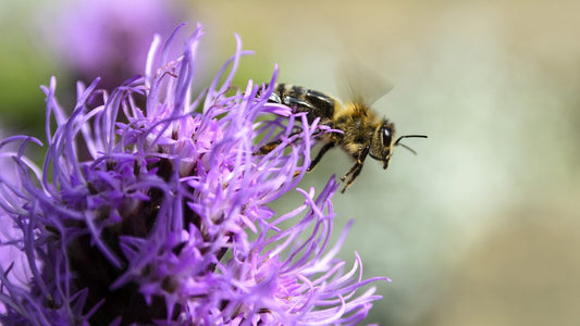 Rare Bee Apitherapy for Mental Health
