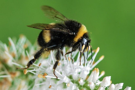 Bees and The Chemistry of Nectar
