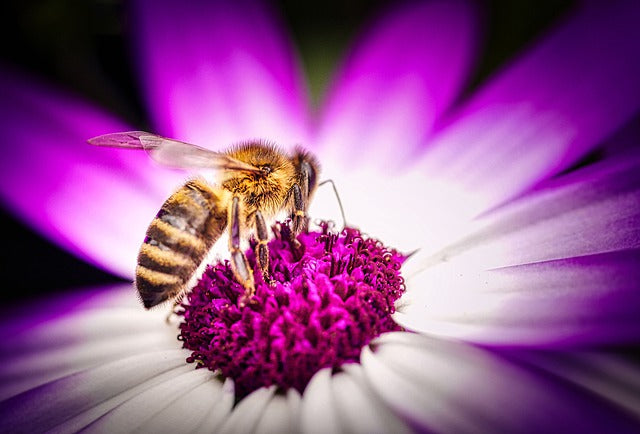 Scientists Take On Colony Collapse Disorder