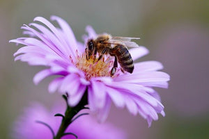 Pollinator Week 2021 is June 21-27