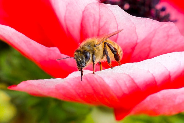 Honeybee Losses Rise 6% Above the 39% Average in 2020