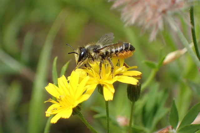 The Leafcutter Bee (Megachilidae)