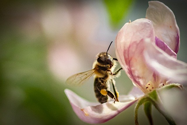 Bees, Fruit and Nut Trees