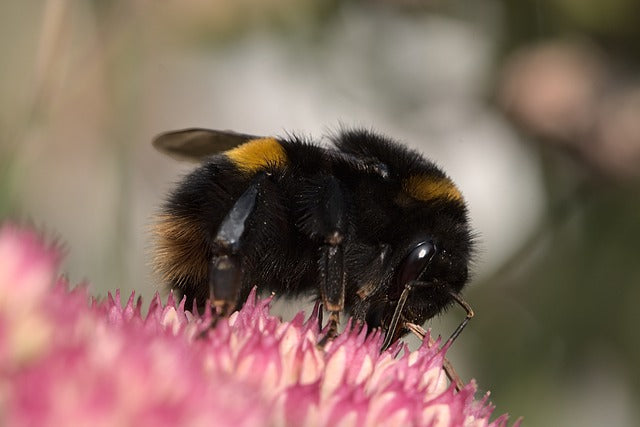 20 More Amazing Facts About Bees