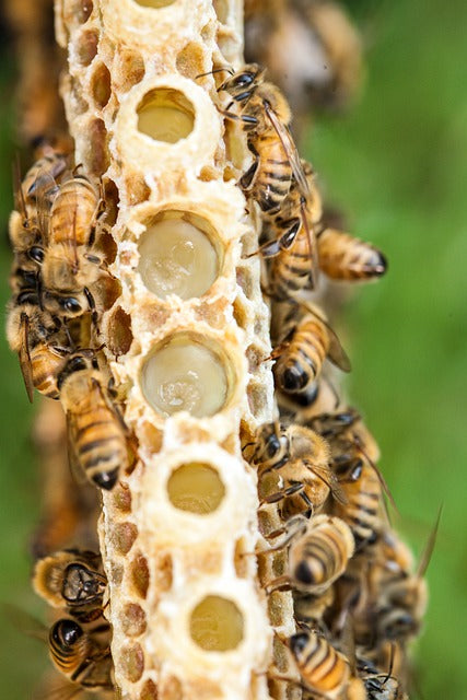 Scientists Try To Help Australia's At-Risk Bees