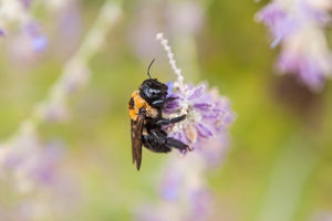 Bumble Bees Abuzz In Your Garden