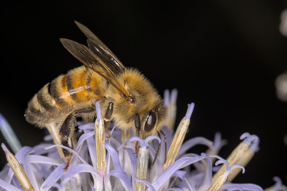 Bee Unique