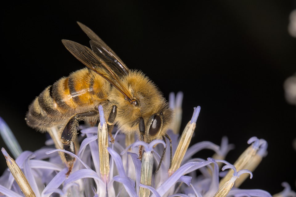 Bumblebees have an incredible sense of smell to find their way