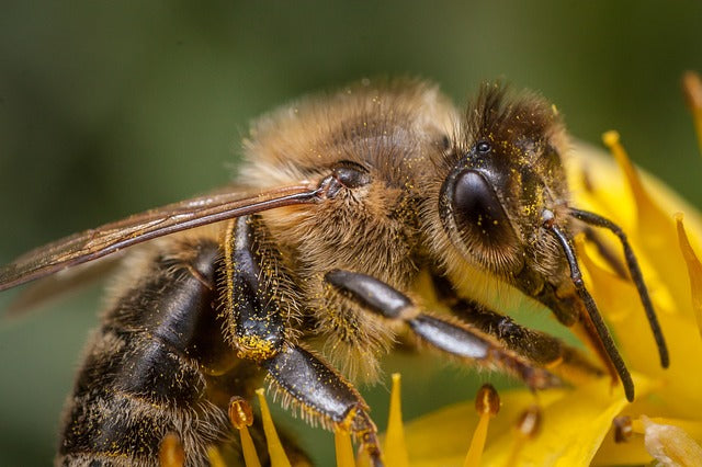 Bee Nutrition Research for Improved Wellness