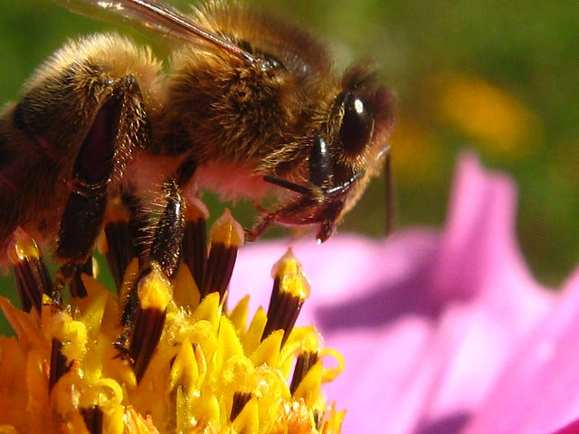 Bees Potentially Threatened by Gold Mine Project