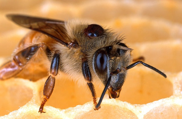 Do Domestic Honeybees Harm Wild Bumblebees?