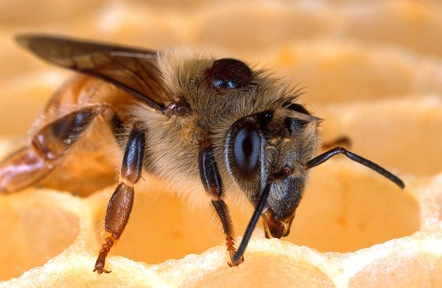 European Beekeeping is in Crisis Mode