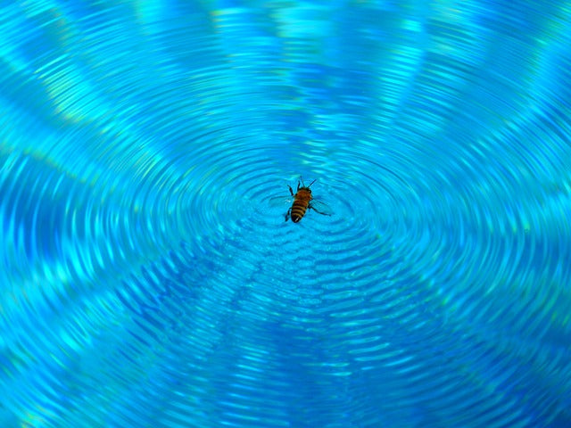 Honeybees Surf and Ride Waves