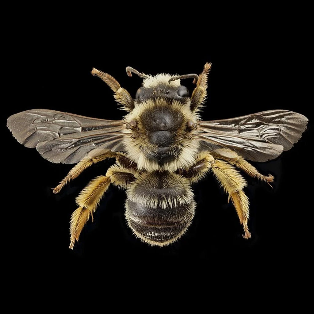 Bee Families and Societies