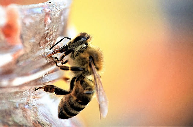 New Year's BEE SOLUTION Resolution