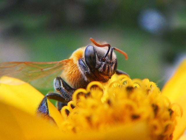 Celebrate Bees This Earth Day 2022