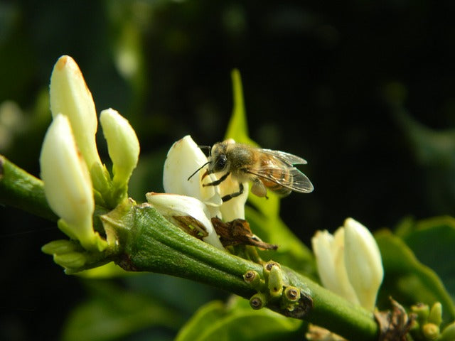 Bees Love Caffeine and Flowers Know It