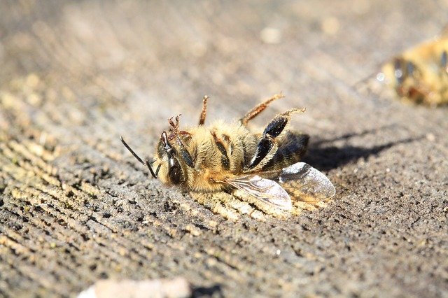 Millions of Dead Honeybees at a Washington Farm