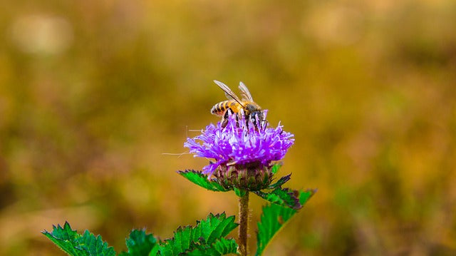 Honeybees Hear with Their Legs